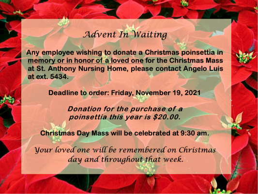 Poinsettias for sale